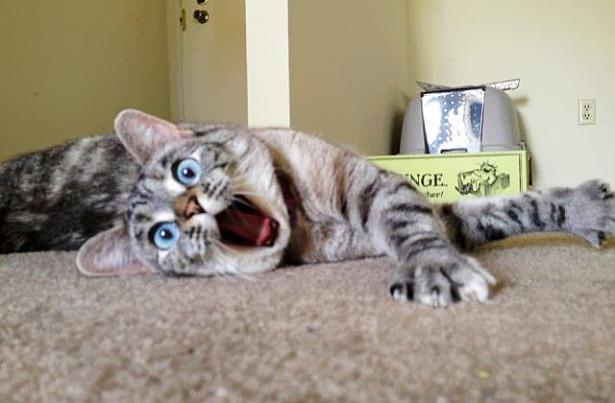 <p>Nala </p>
