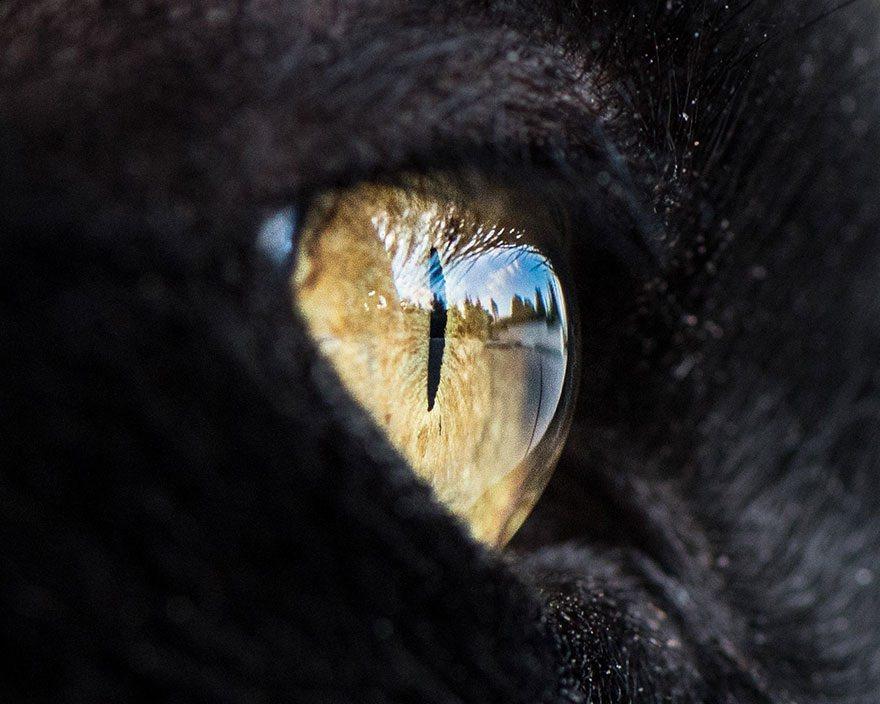 <p>İşte kedi gözlerinin birbirinden harika 15 makro fotoğrafı...</p>
