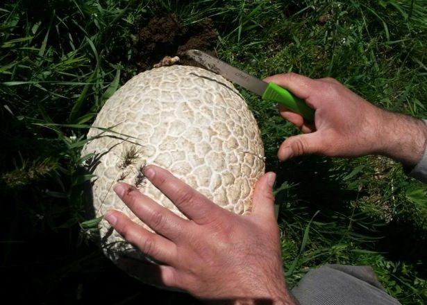 <p>"Mantarın büyüklüğünü görünce arkadaşlarım ile birlikte büyük şaşkınlık yaşadık. Bulduğumuz mantar top büyüklüğünde yaklaşık 3 kilo ağırlığındaydı. Ancak mantar kendisi açmadığı için zehirli olduğunu düşünerek yaptığımız incelemenin ardından mantarı yine bulduğumuz yere bıraktık.</p>

<p> </p>

