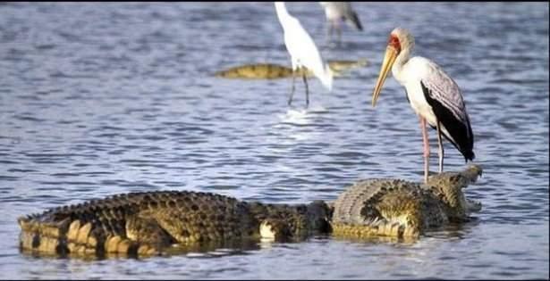 <p><strong>Timsahın ağzından balığı aldı ve...</strong></p>

<p>Aynı sığ sularda avlanan bir leylek ve bir timsah...</p>
