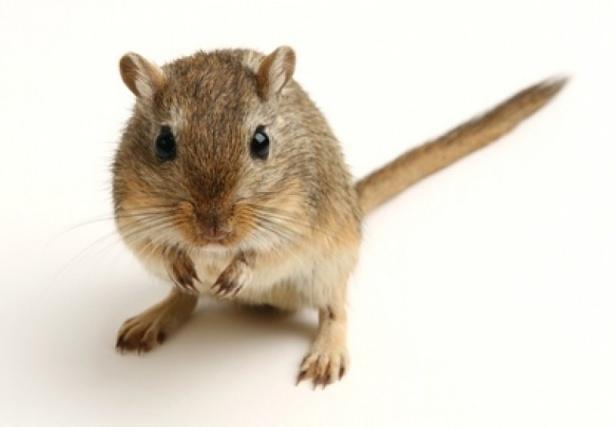 <div>Gerbil: 23 gün</div>

<div> </div>
