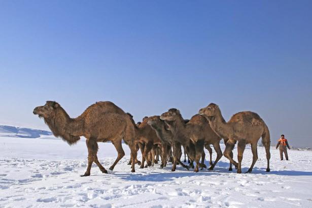 <p>Uzun süren antrenman döneminin ardından sağlamlığı kanıtlanan develer, Türkiye'nin çeşitli kentlerinde düzenlenen güreşlerde ve yarışmalarda ter döküyor.</p>
