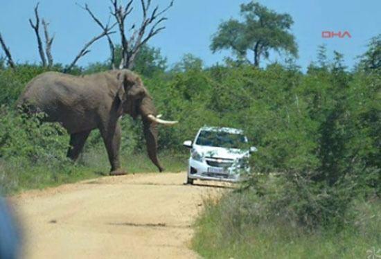 <p>Güney Afrika Cumhuriyeti’nin Kruger Ulusal Parkı’nda safariye çıkan turistler öfkeli bir filin hışmından sağ salim kurtulmayı başarsa da içinde bulundukları araç bu öfkeden fazlasıyla nasibini aldı.</p>

<p> </p>
