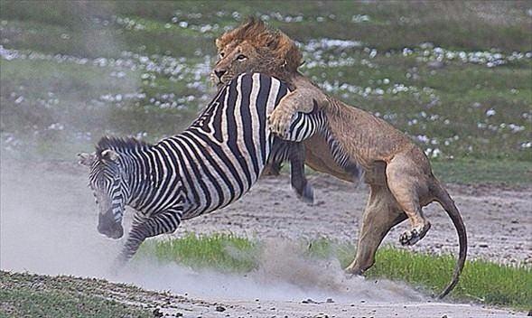<p>Tanzanya'daki Ngorongoro adlı özel bir bölgede yaşanan bu mücadelede zebra aslanın pençesinden kurtulmayı başardı. Üstelik ağır yara almadan...</p>
<p> </p>