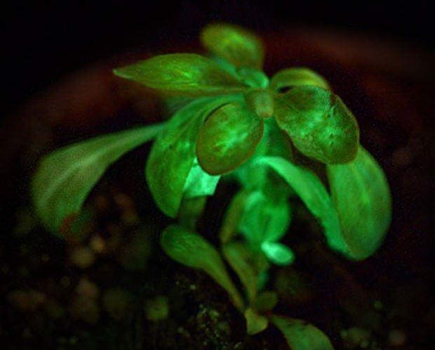 <p><span style="color:#FFFF00"><strong>IŞIK SAÇAN BİTKİ UMUTLARI SÖNDÜ</strong></span><br />
<br />
 </p>

<p>ABD menşeli kar amacı gütmeyen bağış şirketi Kickstarter, başlattığı "ışık saçan bitki" projesi kısa sürede 500 bin dolar bağış topladı.</p>

<p>Ancak projenin hayata geçirilmesi neredeyse imkansızdı ve kısa sürede "tutulmamış sözlerin" bir simgesi haline geldi.</p>

<p> </p>
