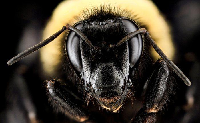 <p>Bombus auricomas</p>
