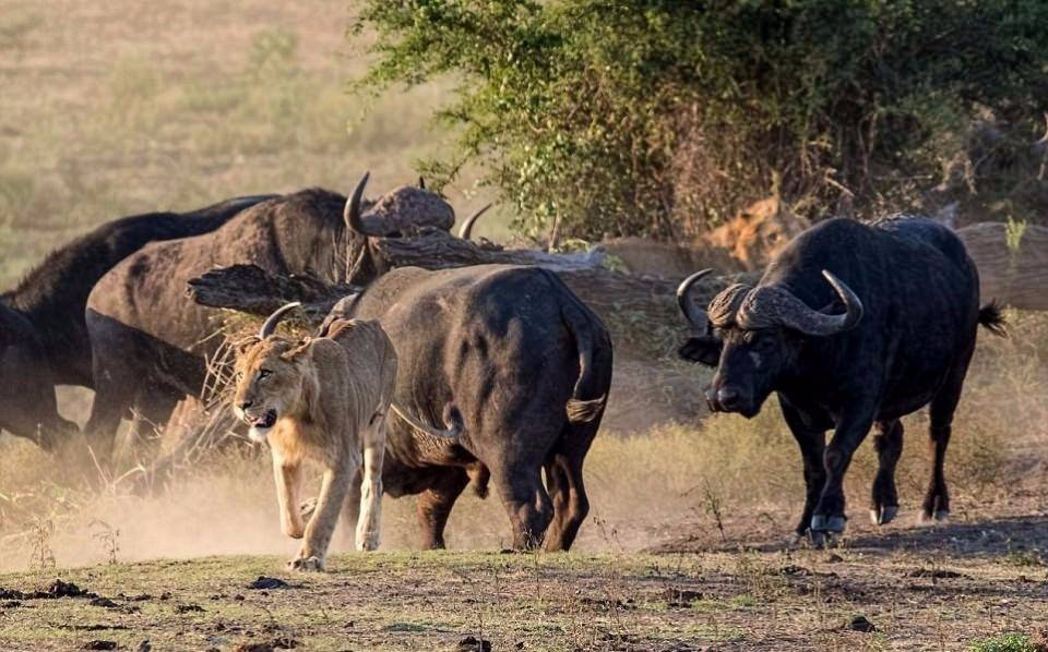 <p>İşte bu aslanlar da, bir buffalo sürüsünün ortasında tek başına kaldığında, başlarına neler gelebileceğini çok iyi bilen iki kral.</p>
