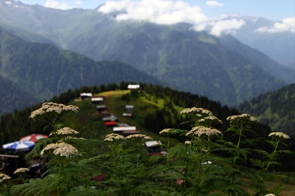 <p>Yayla o yüzden kitle turizmine açılmamış. Kitle turizmine açılmasını desteklemiyor ve Kaymakamlık olarak buranın doğal güzelliğinin korunması ve bozulmaması için çalışmalar yapıyoruz. Doğu Karadeniz'in turizmdeki en özel yerine, adeta çeyizine sahip çıkıyoruz." dedi.</p>

<p> </p>
