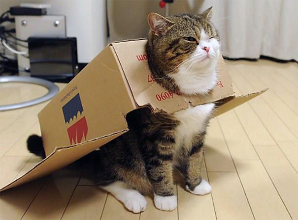 <p>Maru ve kutuları</p>
