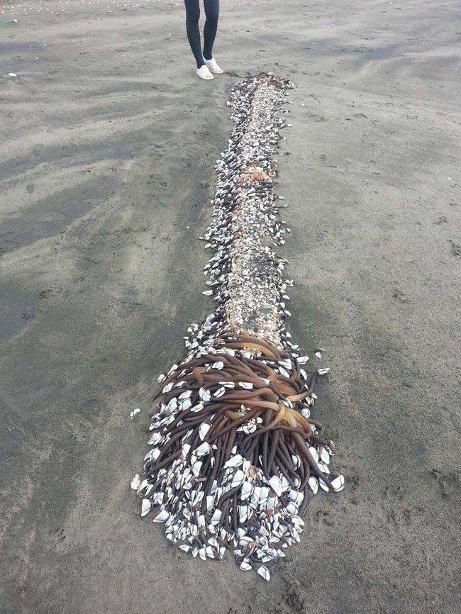 <p>Yeni Zelanda Reglan plajında kıyıya vuran 2 metre uzunluğundaki yaratık görenleri şaşkına çevirdi.</p>
<p> </p>