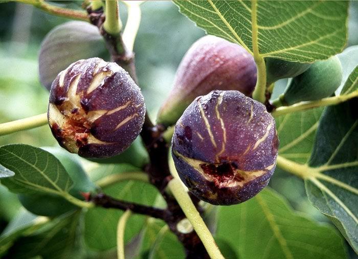 <p>Taze incir, özellikle koyu renkli olanları karoten, lutein, tannin gibi birçok antioksidan bileşen ve A, E, K gibi birçok vitamin içerir. </p>
