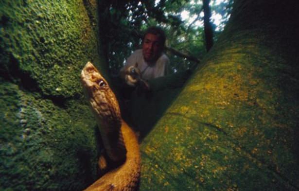 <p>Yüzbinlerce Bothrops insularis cinsi yılan adada cirit atıyor.</p>
<p> </p>