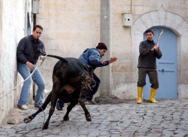<p>Şanlıurfa'da kesim sırasında kasabın elinden kurtularak mahalle aralarına kaçan boğa, bir evin avlusuna girdikten sonra etkisiz hale getirilmişti.</p>

<p> </p>
