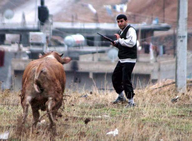 <p>Şanlıurfa'da sahibinin elinden kaçan boğa belediye görevlilerinin yoğun çabası ile yakalanmıştı.</p>
<p> </p>