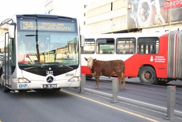<p>Küçükçekmece'de sahibinin elinden kaçan angus cinsi kurbanlık boğa, yaklaşık 4,5 saat süren kovalamacanın ardından yakalandı. </p>

<p> </p>
