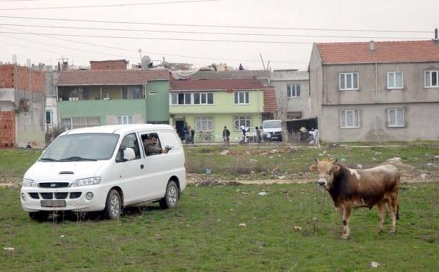 <p>Bursa'nın Merkez Osmangazi İlçesinde kesileceği sırada kaçan kurbanlık boğa yaklaşık 3 saat süren kovalamacanın ardından belediye ekiplerinin tabancayla uyuşturucu iğne yapması sonucunda yakalandı. </p>
<p> </p>