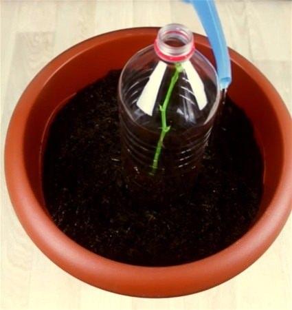 <p>Patateslere takılan gül dallarını buzdolabı poşetine geçirilip daha sonra toprağa gömülüyor</p>