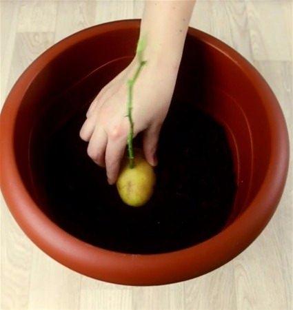 <p>Patatese saplanmış çeliklerin patatesleri bu süreçte kök salmaya başlıyor. </p>