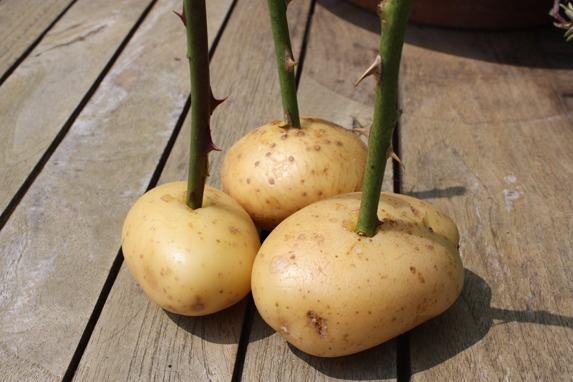 <p>Patates çürüdüğü zaman çeliğimiz köklenmiş oluyor.</p>