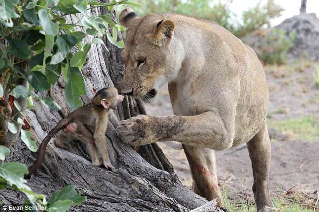 <p>Fotoğrafçı Schiller, aslanın babun yavrusunu öldürmesini beklerken aslan yavruya sahip çıkıyor ve</p>