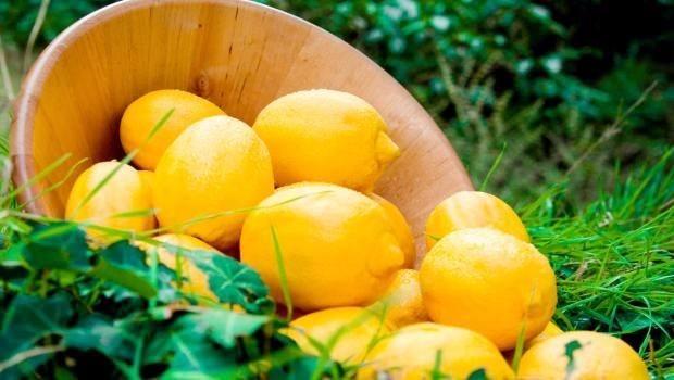 <p><strong>Limon</strong></p>

<p>Narenciye ürünler (greyfurt, portakal) göğüse benzetildiği için lenf hareketlerine yardımcı olur. </p>
