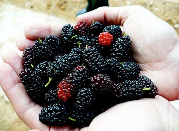 <p>Aynı zamanda dutun yapısında bulunan bulunan flavonoidler kalp sağlığının korunmasında da fayda sağlar.</p>