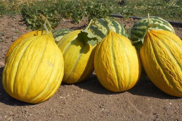 <p>6.8 gram kadar karbonhidrat, 1 gram kadar protein içeriğine sahiptir. </p>
