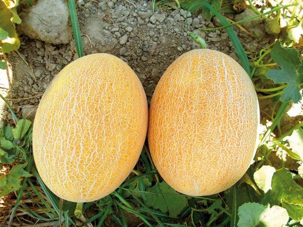 <p>Ayrıca C vitamini açısından da zengin bir meyvedir. </p>
