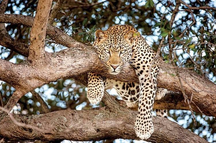<p>Tanzanya'da yer alan Ngorongoro Koruma Bölgesi ve <strong>Serengeti Ulusal Parkı’nda</strong> göreceğiniz bu muhteşem doğa olayı, uzun yıllar hafızanızdan çıkmayacak.</p>
