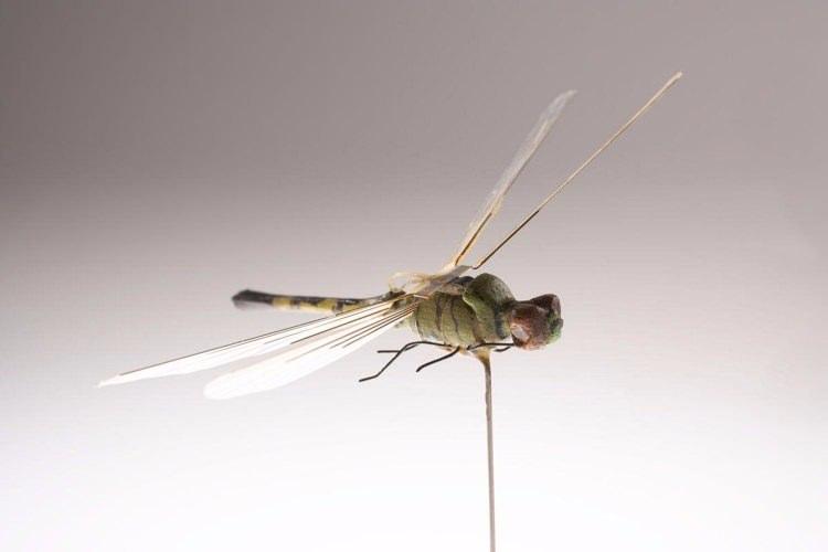 <p>Nano İHA'lar halen dünyanın gelişmiş bazı orduları tarafından kullanılıyor.Söz konusu sistemler, özel kuvvetler ve istihbarat örgütleri tarafından yüksek değerlikli hedeflerin yakın gözetleme ve keşfi amacıyla tercih ediliyor.</p>
<p> </p>