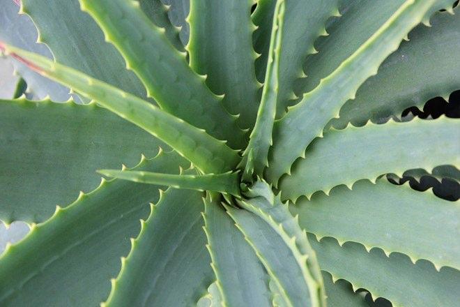 <p><strong>Aloevera</strong></p>
