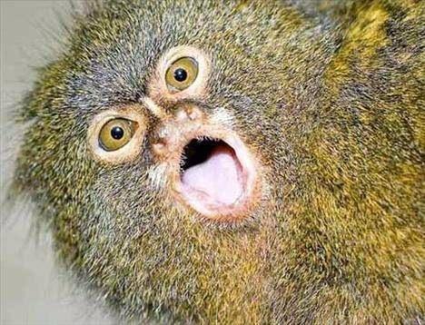 <p><strong>Pigme marmoset</strong><br />
Dünyanın en küçük maymun türü olan pigme marmosetler kuyruk dahil 30 santimetre uzunluğa sahiptirler. Genelde 10'lu gruplar halinde yaşayan hayvanların vucut ağırlıkları 50 veya 100 gram arasında değişir. Brezilya'nın batı bölgeleri başta olmak üzere, Kolombiya, Doğu Ekvador ve Peru'da da bu hayvanlarla karşılaşmak mümkün.</p>
