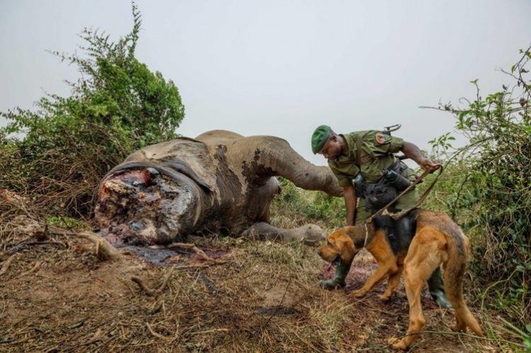 <p>Fili öldüren avcıları bulmaya çalışan bir adam ve köpeği...</p>

<p>BRENT STIRTON</p>
