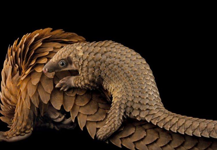 <p>St. Augustine Pangolin Koruma Merkezi'nde bulunan Afrikalı yavru beyaz gövdeli ağaç pangolini, annesinin sırtına tırmanmış.</p>

<p>JOEL SARTORE</p>
