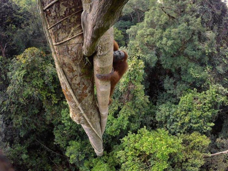 <p>Bilindiği üzere orangutanlar, ağaca tırmanan en büyük hayvanlardır. Tim Laman'ın çektiği bu fotoğrafta, Borneon orangutanı, incirin cazibesine daha fazla dayanamayıp yaklaşık 31 metre yükseğe tırmanıyor...</p>

<p>TIM LAMAN</p>
