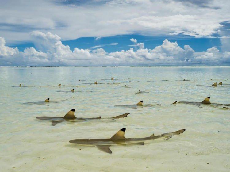 <p>Siyah uçlu resif köpek balıkları, Hint Okyanusu'nda bulunan Seychelles' Aldabra Atoll adasında gelgitin oluşmasını bekliyor.</p>

<p>THOMAS P. PESCHAK</p>
