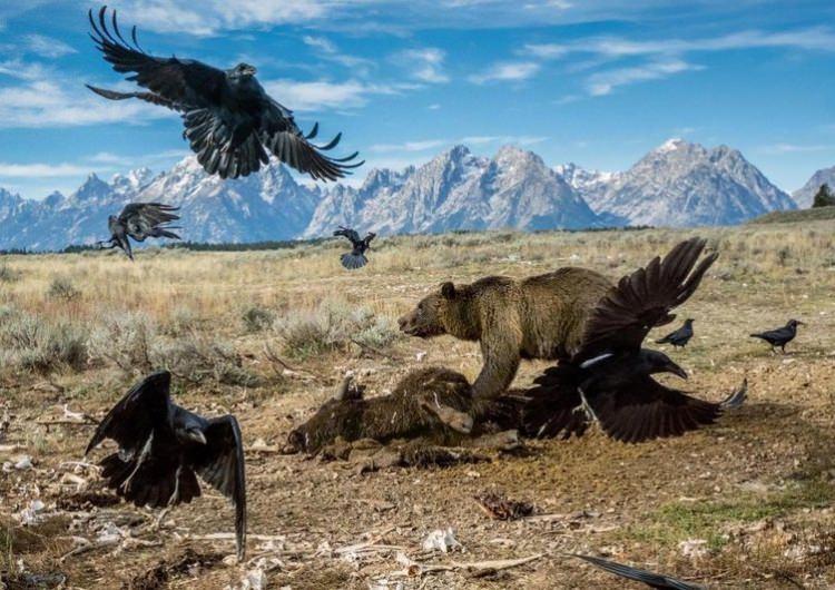 <p>Yellowstone bölgesi geçmiş zamanlara göre daha vahşi... Her yere yayılmaya başlayan boz ayılar, yaban öküzünün etrafından kuzgunları uzaklaştırmaya çalışıyor. Çalışanlar ise turistleri kaybetmenin korkusunu yaşıyor...</p>

<p>HAMILTON JAMES</p>
