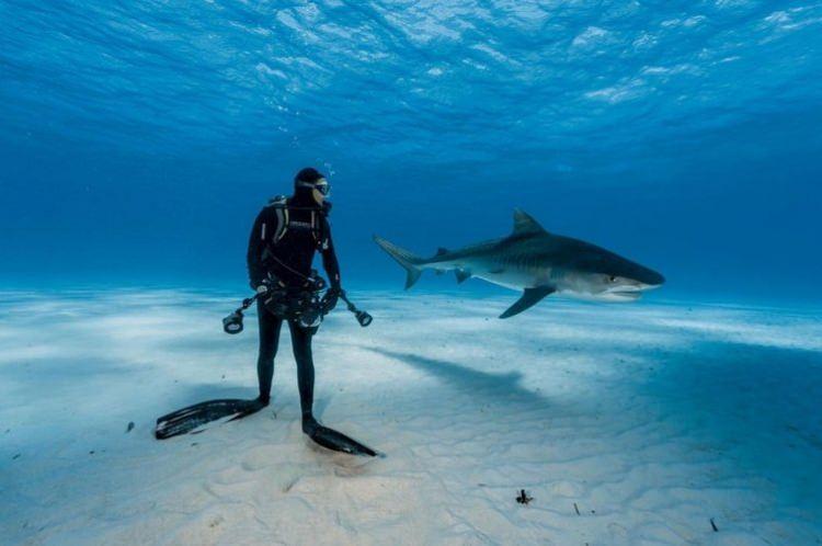 <p>Bahamalar'da, kaplan köpek balığını yakından izleme fırsatı bulan dalgıç...</p>

<p>BRIAN SKERRY</p>
