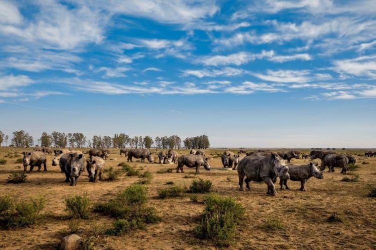 <p>Güney Afrika'da boynuzları çiftçiler tarafından kesilen gergedanlar... Fillerin aksine gergedanların boynuzlarının düzgün kesilirse tekrar uzayacağını savunan çiftçiler, boynuz satışı yasal hale gelir diye onları stokluyor...</p>

<p>BRENT STIRTON</p>
