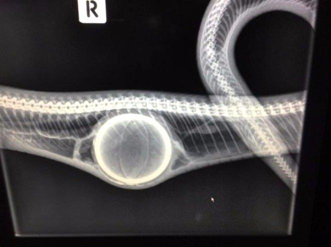 <p>Avustralya'da bir kadın ve arkadaşı, bahçede gördükleri yılanın midesinde ki koca şişliği anlamlandıramadı ve onu kusturmak için yaklaşık 20 dakika boyunca masaj yaptılar.</p>
