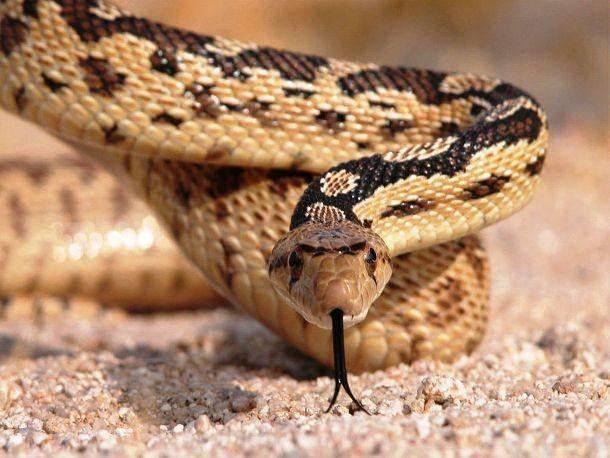 <p>Yılanlar insanların en çok korktukları hayvanlardan biridir. Bunun nedeni aslında gayet anlaşılabilir, bazı yılanlar gerçekten insan için çok tehlikelidir ve saniyeler içinde öldürebilir. Yılanlar insanlar tarafından çok sevilmese de aslında inanılmaz yetenekleri olan muhteşem hayvanlardır. Mesela bazı yılanlar uçabilir, ya da bazıları yırtıcı kuşları gaz çıkararak uzaklaştırabilir... İşte yılanlar hakkında bilmediğiniz 15 gerçek;</p>

<p>Yılanlar dünya üzerinde sadece Antarktika'da yaşamaz. Onun dışında dünyanın her yerinde en az bir yılan türü yaşar.</p>
