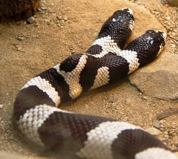 <p>Bazı yılanlar çift başlıdır. Hatta birbirleriyle yemek kavgasında bile bulunabilirler.</p>

<p> </p>

