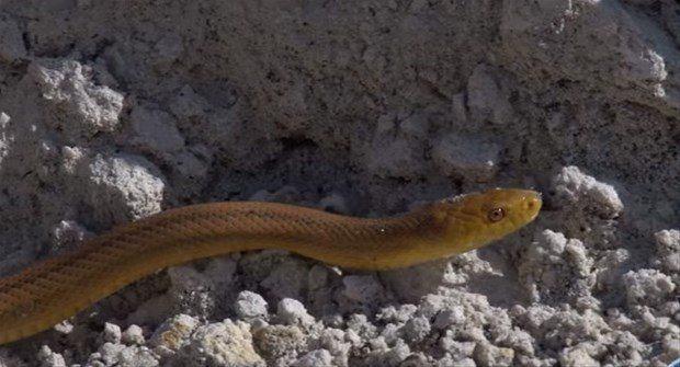 <p>ABD'nin Florida eyaletinde çekilen görüntülerde yer alan yılanların savaşı kan donduran cinsten.</p>
