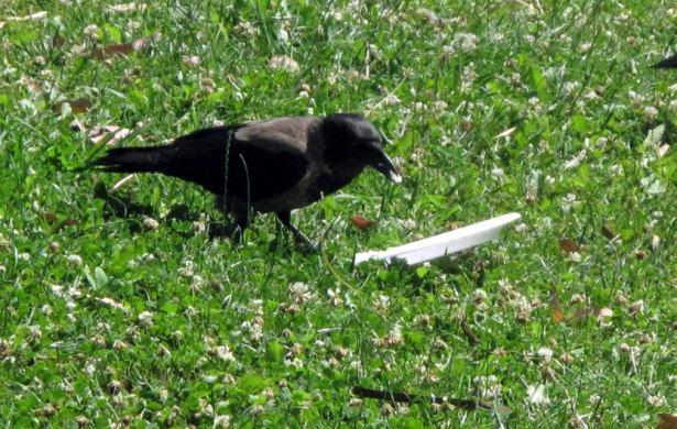 <p>Kültürpark’ta yaşayan bir karga, DHA muhabiri tarafından fotoğraflanan davanışıyla ders verdi.</p>
<p> </p>