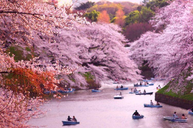 <p>Japonların pembe cümbüşü kiraz çiçekleri <strong>'Sakura'</strong></p>