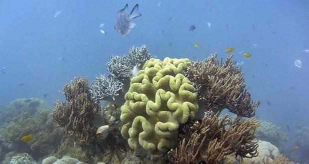 <p>Dünyanın en büyük yerleşik eko sistemi ve dalgıçlar için bir cennet olan <strong>'Büyük Set Resifi' </strong></p>
