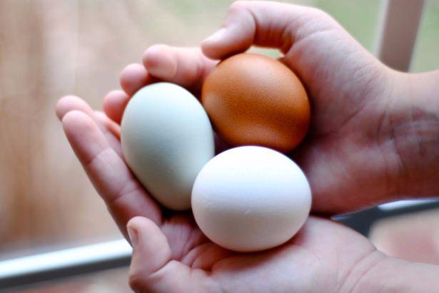 <p>Gıda güvenliği açısından çok önemli bir diğer konu da yumurta ile temas ettikten sonra kabuğundan dışkı kaynaklı hastalık bulaşma riski olabileceğinden eller iyice yıkanmalıdır.</p>
