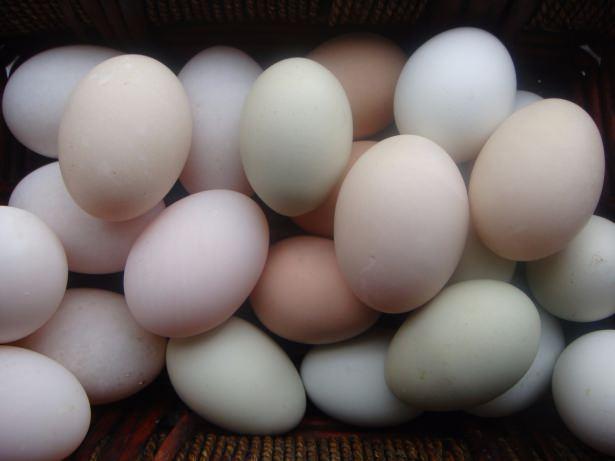 <p>• İçeriğindeki E vitamini sayesinde antioksidan etki gösterir</p>
