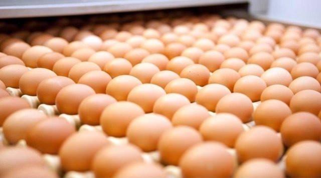 <p>Beslenme literatüründe bahsi geçen kaliteli protein bire bir yumurtanın kendisidir. Kolesterol içeriğinin kalp hastalıklarına neden gösterilemeyeceği, bilimsel deneylerle kanıtlanmış, yumurta aklanmıştır.</p>

