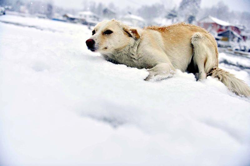 <p>BOLU</p>
